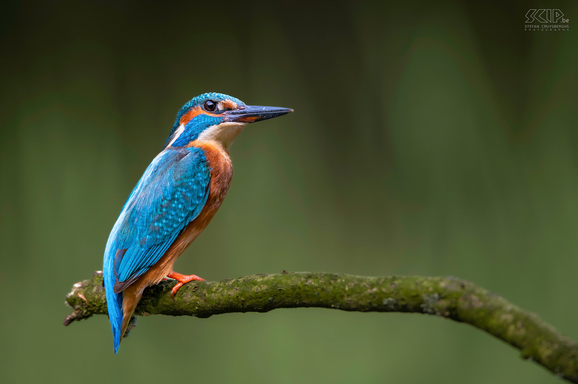 Kingfisher Some of my best images from recent years of one of the most beautiful birds in our country; the kingfisher. Stefan Cruysberghs